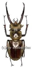 Lucanus planeti ( 55 – 59 ) A1-