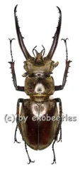 Lucanus planeti ( 60 – 64 ) A1-