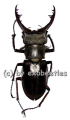 Lucanus pulchellus ( 30 – 34 )