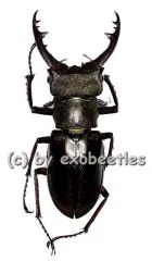 Lucanus pulchellus ( 30 – 34 )