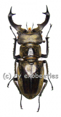 Lucanus sericeus sericeus ( 50 – 59 ) A2