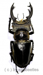 Lucanus sericeus xieyucan ( 65 – 69 )