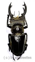 Lucanus sericeus xieyucan ( 65 – 69 )