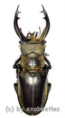 Lucanus thibetanus furcifer ( 60 – 64 )