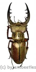 Lucanus tsukamotoi ( 40 – 44 )