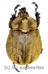 Lycomedes buckleyi ( 30 – 34 )
