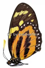 Lycorea ceres