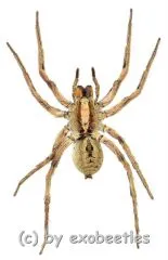 Lycosidae spec. ( Wolfsspinne )