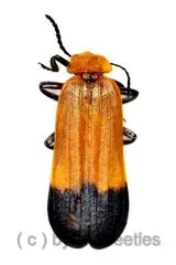 Lycus spec. #1 ( 15 – 19 )