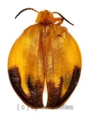 Lycus spec. ( 20 – 24 )