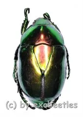 Macraspis chrysis ( 20 – 29 ) A2