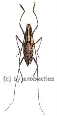 Macrochenus isabellinus aurivillius ( 20 - 24 )