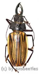 Macrodontia castroi ( 80 – 84 )