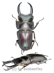 Macrodorcas ( Pogonodorcus ) seguyi ( 20 – 24 )