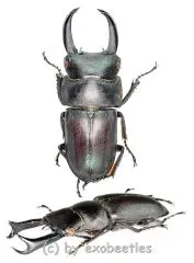 Macrodorcas ( Pogonodorcus ) seguyi ( 20 – 24 )