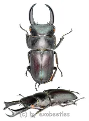 Macrodorcas ( Pogonodorcus ) seguyi ( 20 – 24 )