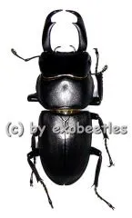 Macrodorcas recta ( 30 - 34 )