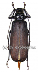 Macrotoma crenata ( 40 – 44 )