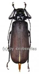 Macrotoma crenata ( 40 – 44 )