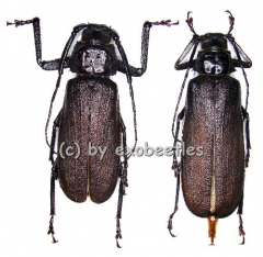 Macrotoma crenata ( M 40 – 44 )