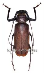 7 x Macrotoma fisheri