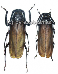 Macrotoma fisheri ( M 50 – 54 )