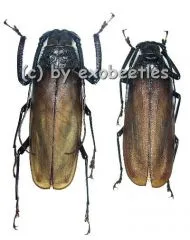 Macrotoma fisheri ( M 50 – 54 )