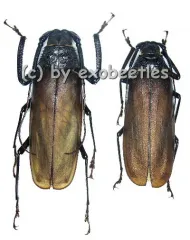 Macrotoma fisheri ( M 50 – 54 )