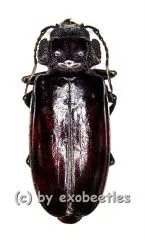 Mallodon spinibarbis ( 30 – 39 )