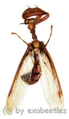 Mantispidae spec. ( 15 – 19 )