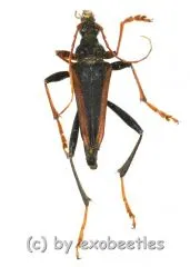 Mastododera lateralis ( 20 - 29 )