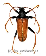 Mastododera nodicollis ( 20 - 29 )