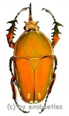Mecynorrhina torquata immaculicollis ( roetliche var. ) ( 75 – 79 )
