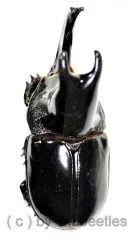 Megaceras jason ( 50 – 54 )