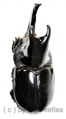 Megaceras jason ( 55 – 59 )