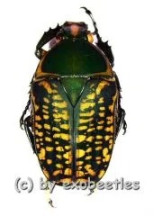 Megalorhina harrisii eximia f.harrisii ( 30 – 34 )