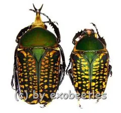 Megalorhina harrisii eximia f.harrisii ( M 30 – 34 )