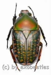 Megalorhina harrisii harrisii A2
