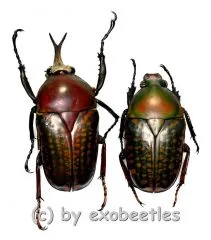 Megalorhina harrisii harrisii ( M 30 – 34 )