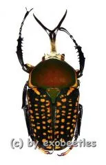 Megalorhina harrisii eximia f.harrisii ( 40 – 44 ) A1-