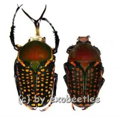 Megalorhina harrisii eximia f.harrisii ( M 40 – 44 )