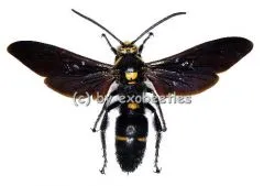 Megascolia procer