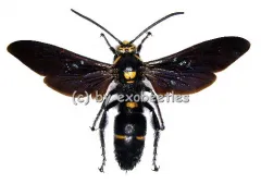 Megascolia procer