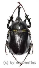 Megasoma pachecoi ( 45 – 49 )