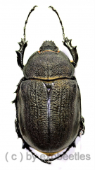 Megasoma rex ( 65 – 69 )