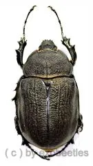 Megasoma rex ( 65 – 69 )