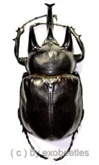 Megasoma rex ( 70 – 74 )