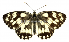 Melangaria galathea A2