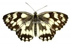 Melangaria galathea A2