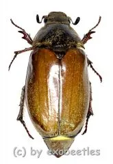 Melolontha chinensis ( 20 - 29 )